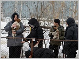 Ученики городской школы №7 имени Ю.Г.Сакашевой провели субботник в приюте для собак﻿ «Держи Лапу»