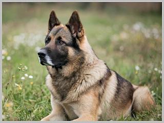 В Горно-Алтайском государственном университете проходит акция «Большая помощь маленькому другу»