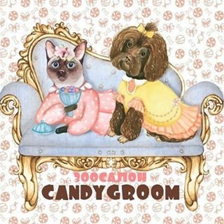 CandyGroom,студия красоты для животных,Санкт-Петербург